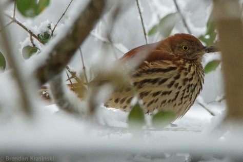 Brown Thrasher on a winter day.